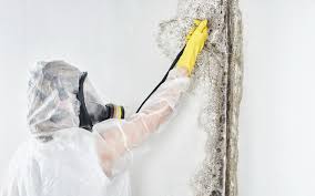 Why You Should Choose Our Mold Remediation Services in Ashland, VA